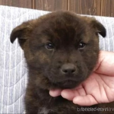 販売中の岡山県の甲斐犬-373761の6枚目